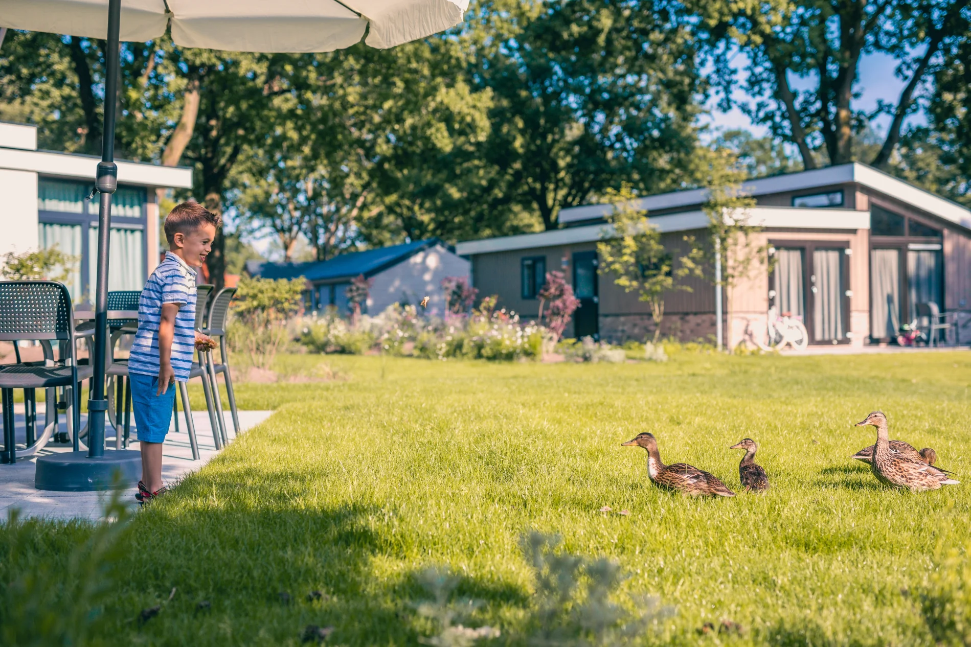 Kaatsheuvel Jongen Eenden Lachen Accommodaties