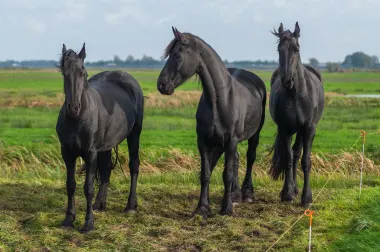 Friesland Black Horses