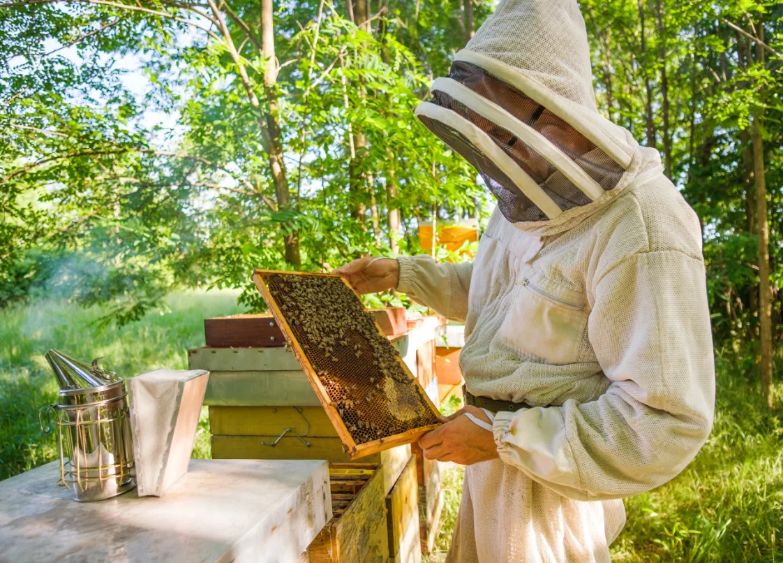 beekeeping forest bees