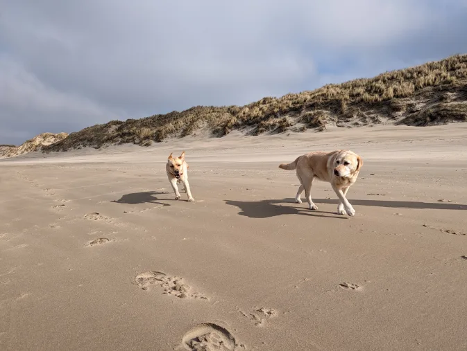 hondenstrand-honden-strand-labrador-zand-rennen-duinen