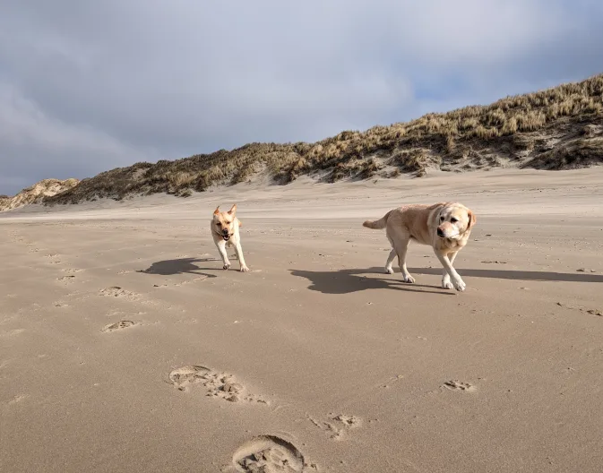 dog-beach-labrador-dogs-running-dunes