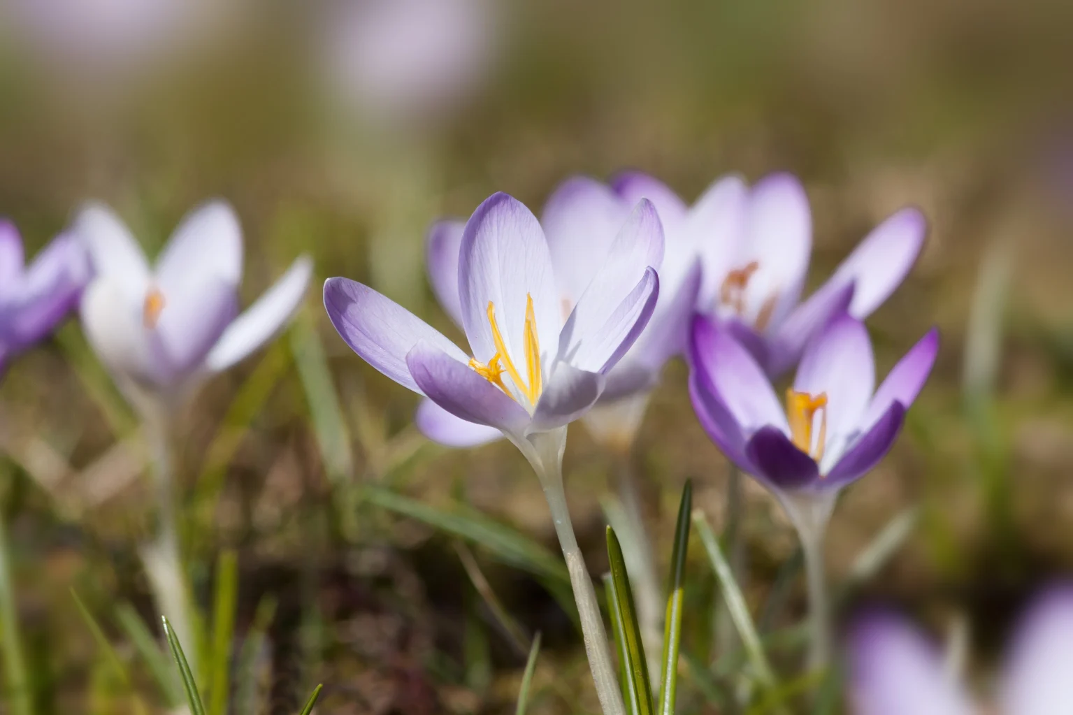 spring-nature-blossom-plant-flower-purple-petal