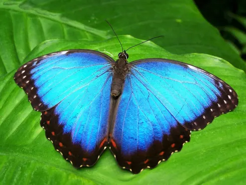 butterfly animal