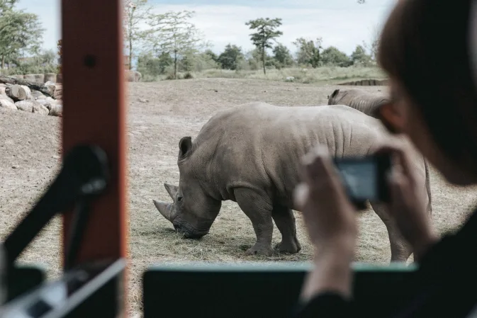 Wildlands Adventure Zoo Emmen Drenthe Rhino Camera