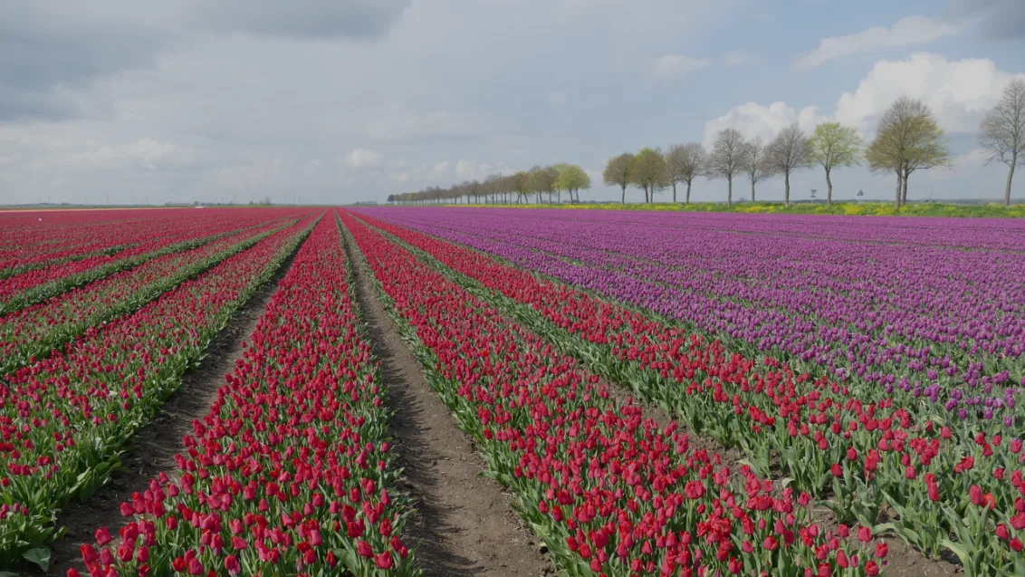 Holiday Parks The Netherlands Flevoland Tulips Dark