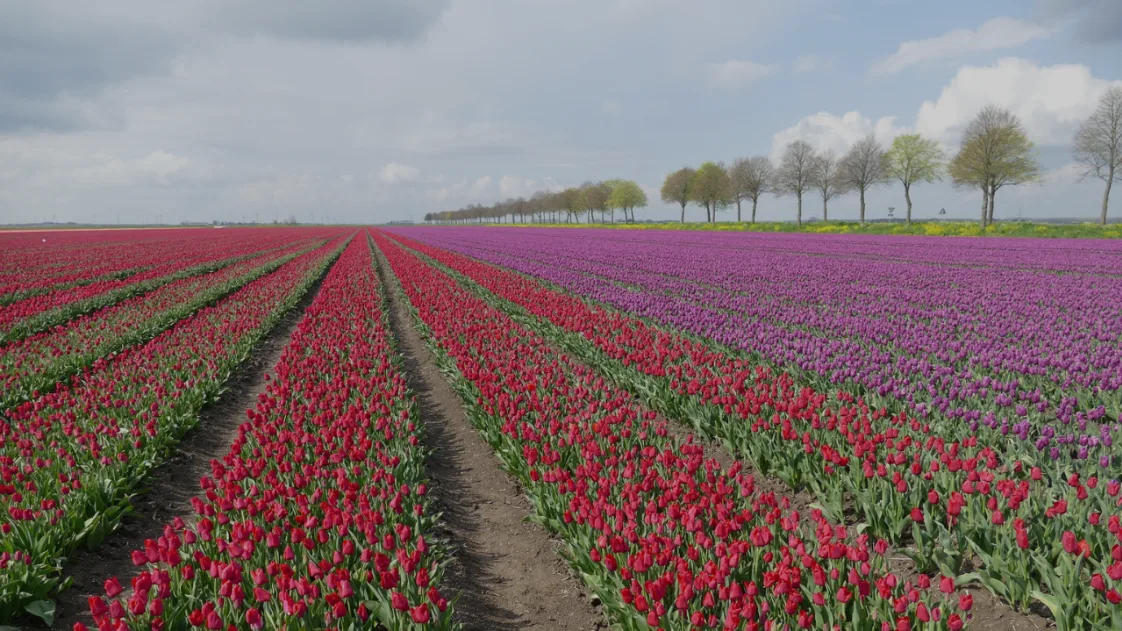 Holiday Parks The Netherlands Flevoland Tulips Dark