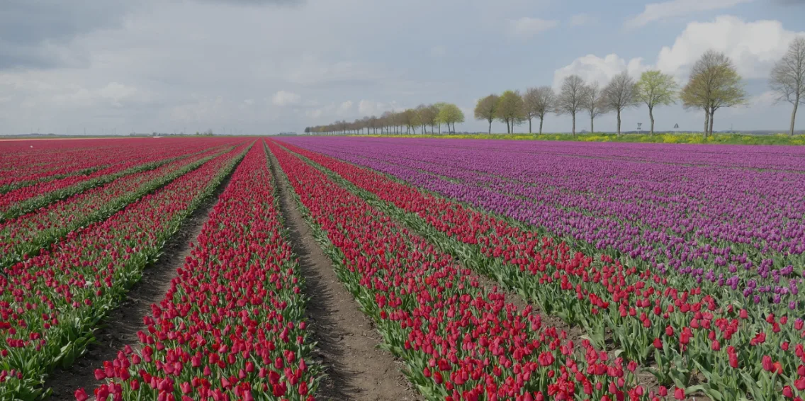 Holiday Parks The Netherlands Flevoland Tulips Dark