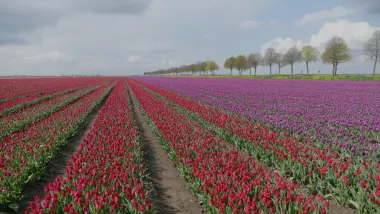 Vakantieparken Nederland Flevoland Tulpen Donker