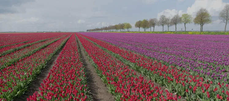 Vakantieparken Nederland Flevoland Tulpen Donker