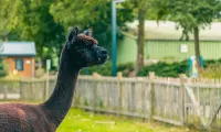EuroParcs Zuiderzee Petting Zoo Alpaca 1