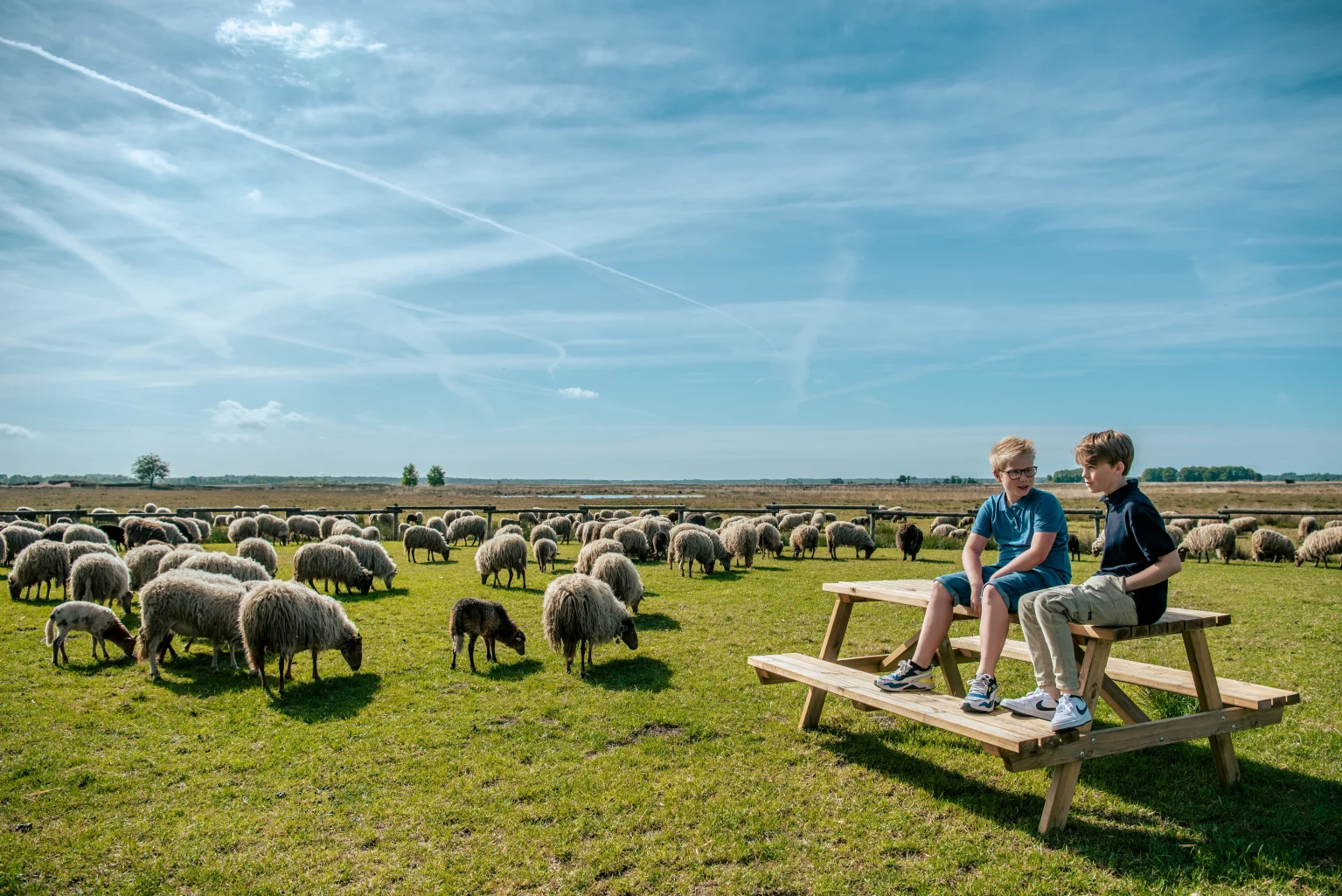 Ruinen Boys Drenthe Sheep Field