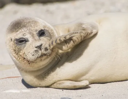 seal