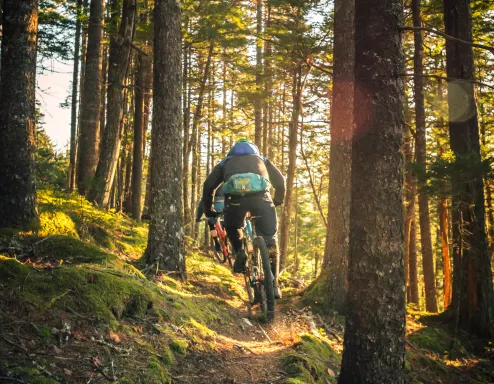 Mountainbike forest sun