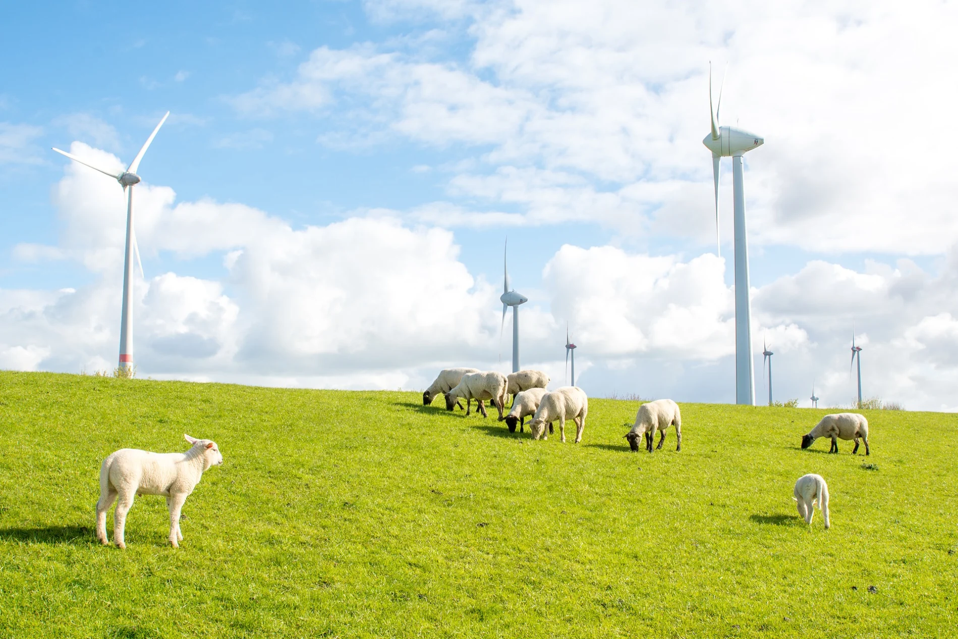 windmills dike sheep