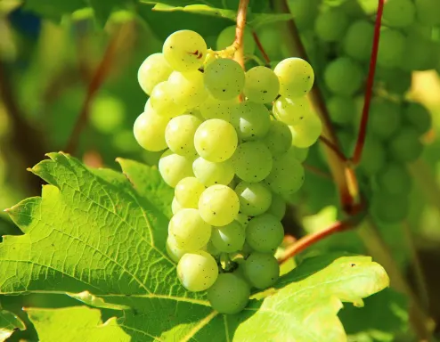 grapes vineyard