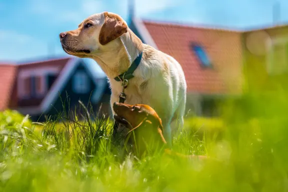 Registratie perspectief rand Weekendje weg met hond | EuroParcs