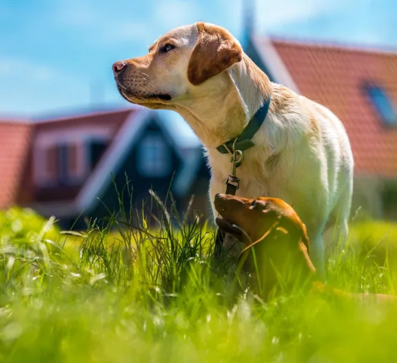 vakantie-met-hond-zomer-vakantie-huis-met-honden-vakantiepark-europarcs-de-rijp