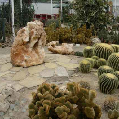 cactus oase ruurlo