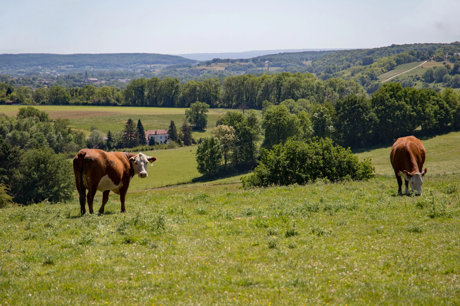 Limburg cows