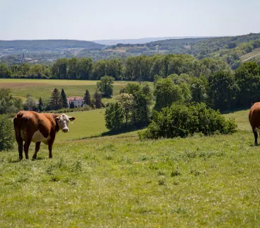 Limburg cows
