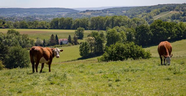 Limburg cows