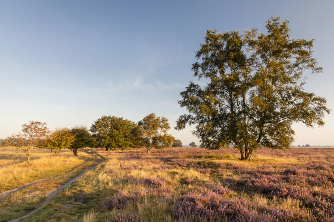 Dwingelderveld 1