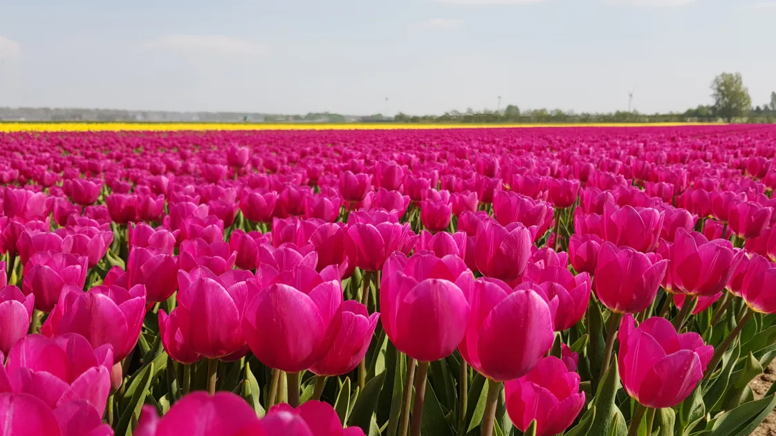 tulips flevoland