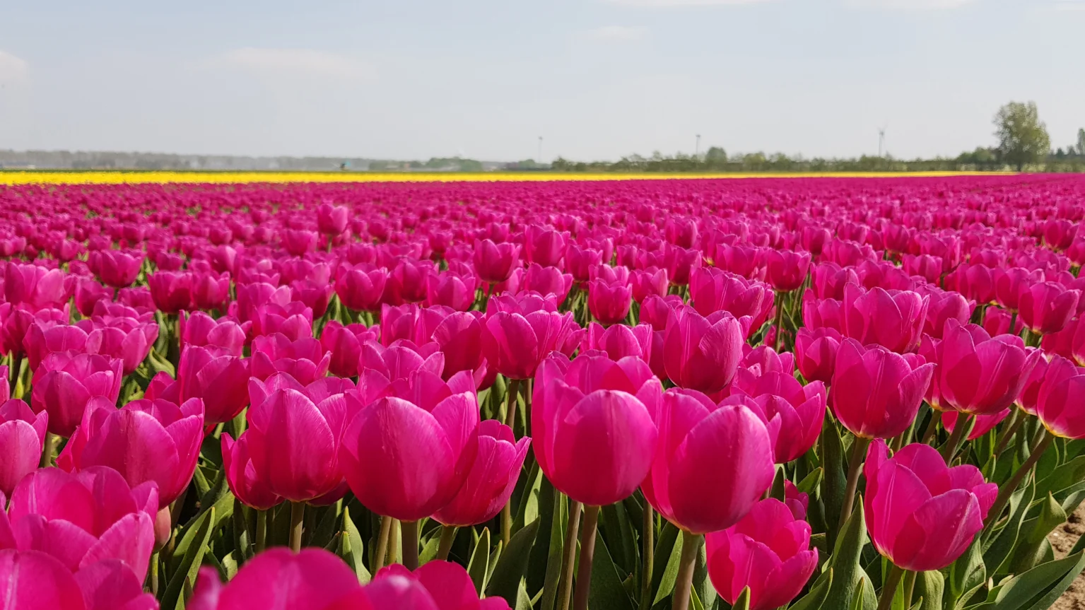 tulips flevoland
