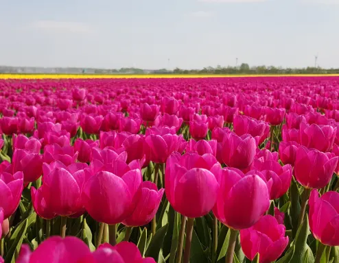 tulips flevoland
