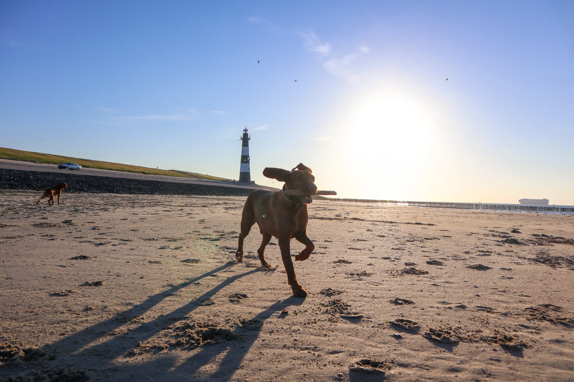 intro-dog-beach-europarcs-schoneveld