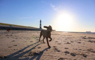 intro-dog-beach-europarcs-schoneveld