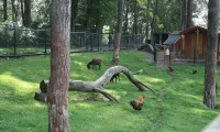 animal-meadow-europarcs-brunssummerheide