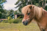 animal-horse-europarcs-reestervallei