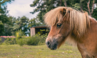 animal-horse-europarcs-reestervallei