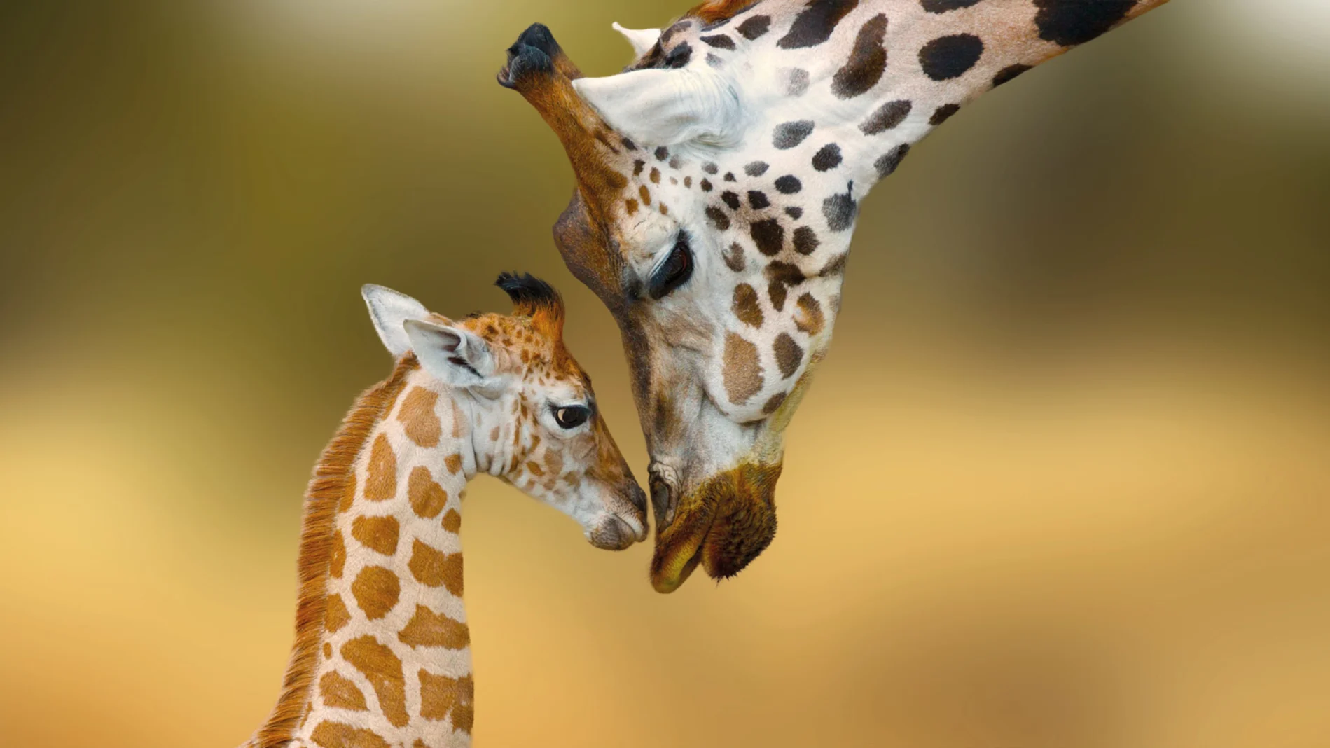 Gaiazoo Kerkrade Giraffes