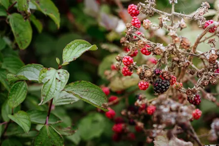 Berries