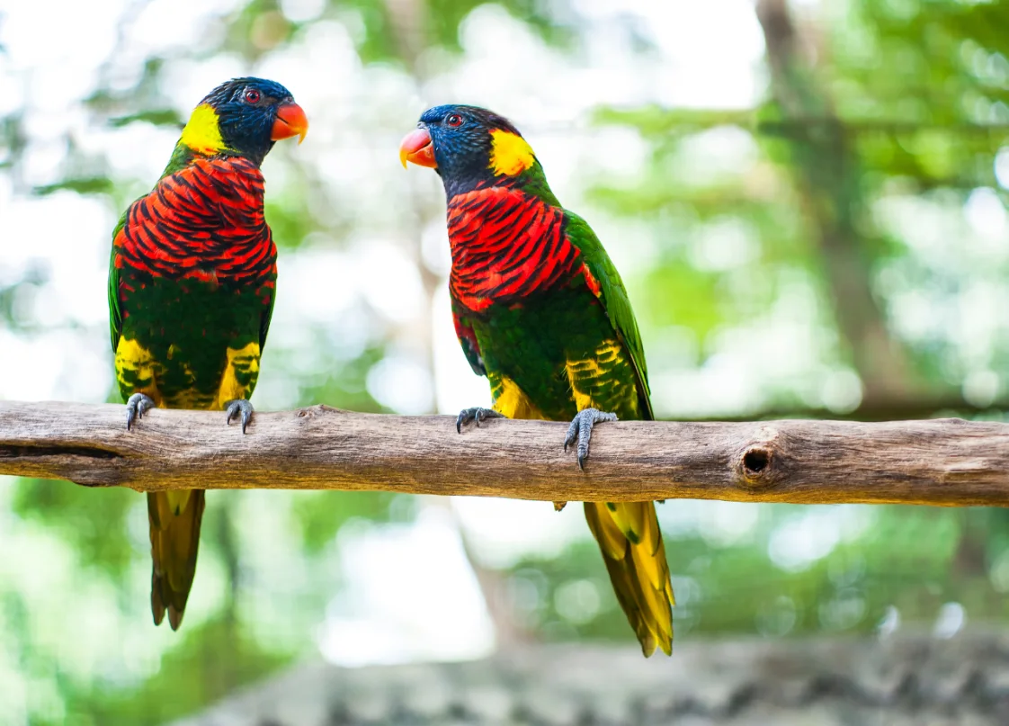 Vögel Papageien sitzen im Baum