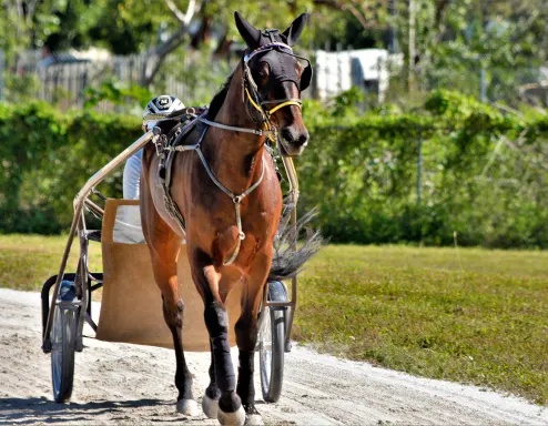 horse race track