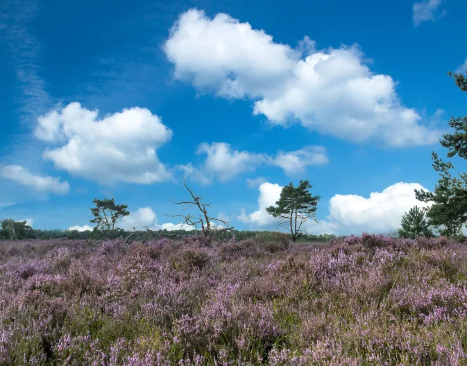 Kalmthoutse Heide Vlaanderen België