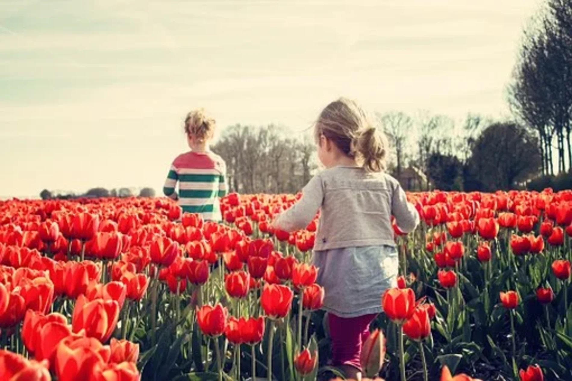 tulips dutch landscape