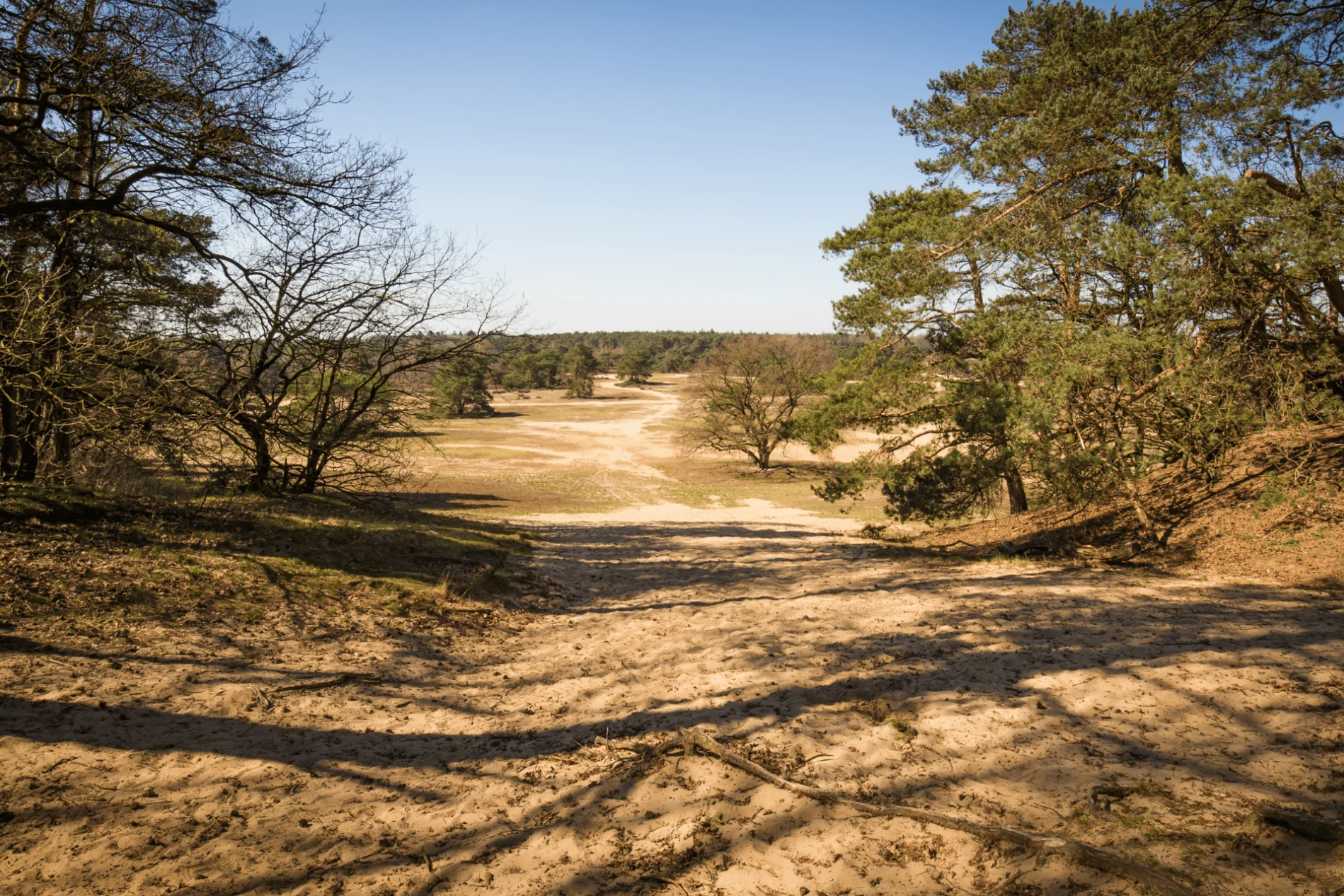 Hooge veluwe