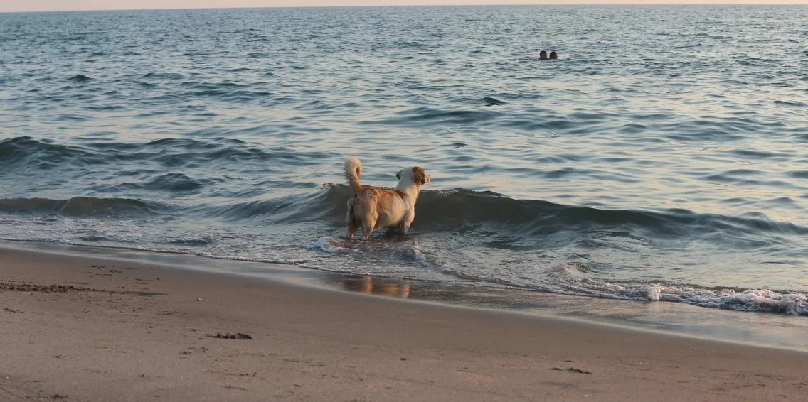 vakantie-met-hond-aan-zee-bij-europarcs