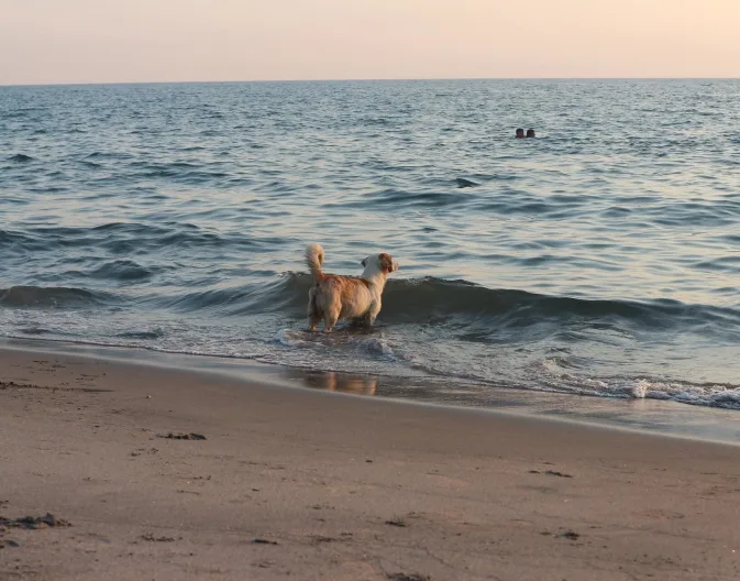 vakantie-met-hond-aan-zee-bij-europarcs