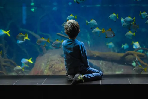 Aquarium Fish Tank Boy