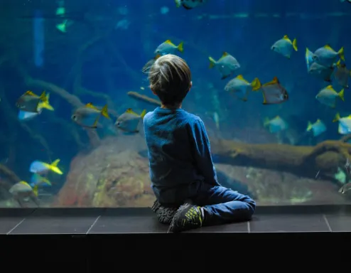Aquarium Fish Tank Boy