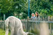 EuroParcs Zuiderzee Petting Zoo Alpaca 3