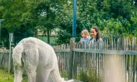 EuroParcs Zuiderzee Petting Zoo Alpaca 3