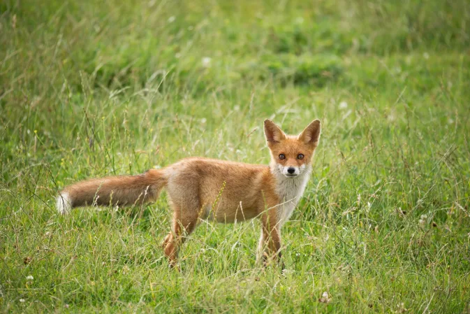 Almere Fox