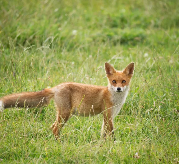Almere Fox