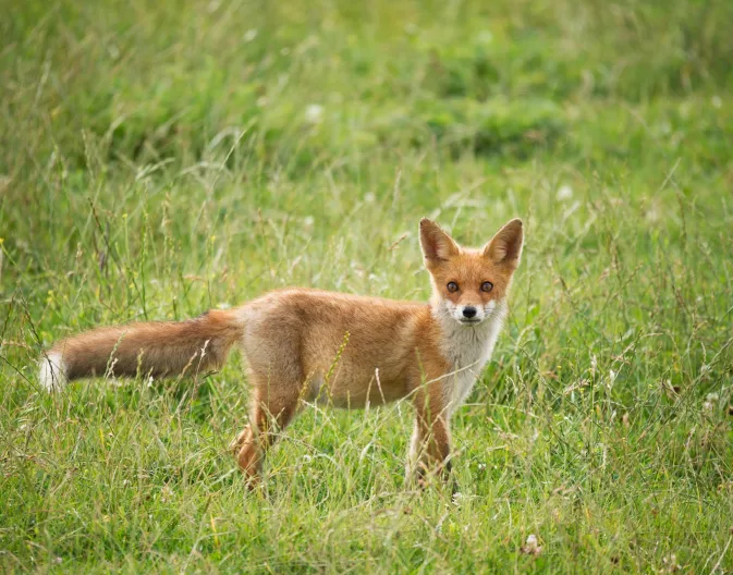 Almere Fox